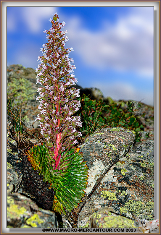 Saxifrage florulenta Moretti